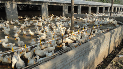 ��Ѽ�豸-Ѽ ˮ��