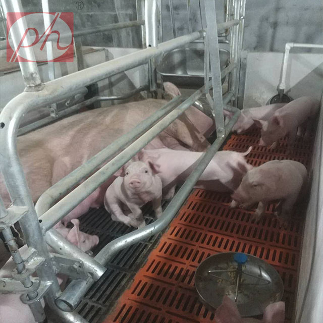 在养猪设备中饲养的仔猪